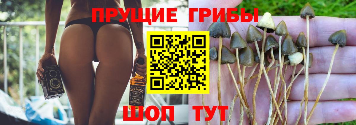 продажа наркотиков  Псилоцибиновые грибы GOLDEN TEACHER  Вход с VPN  Зерноград  Галлюциногенные грибы GOLDEN TEACHER 